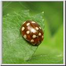 Calvia quatuordecimguttata - Vierzehntropfiger Marienkaefer 02.jpg